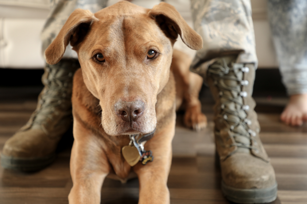 Dog sitting in between the legs of U.S soldier