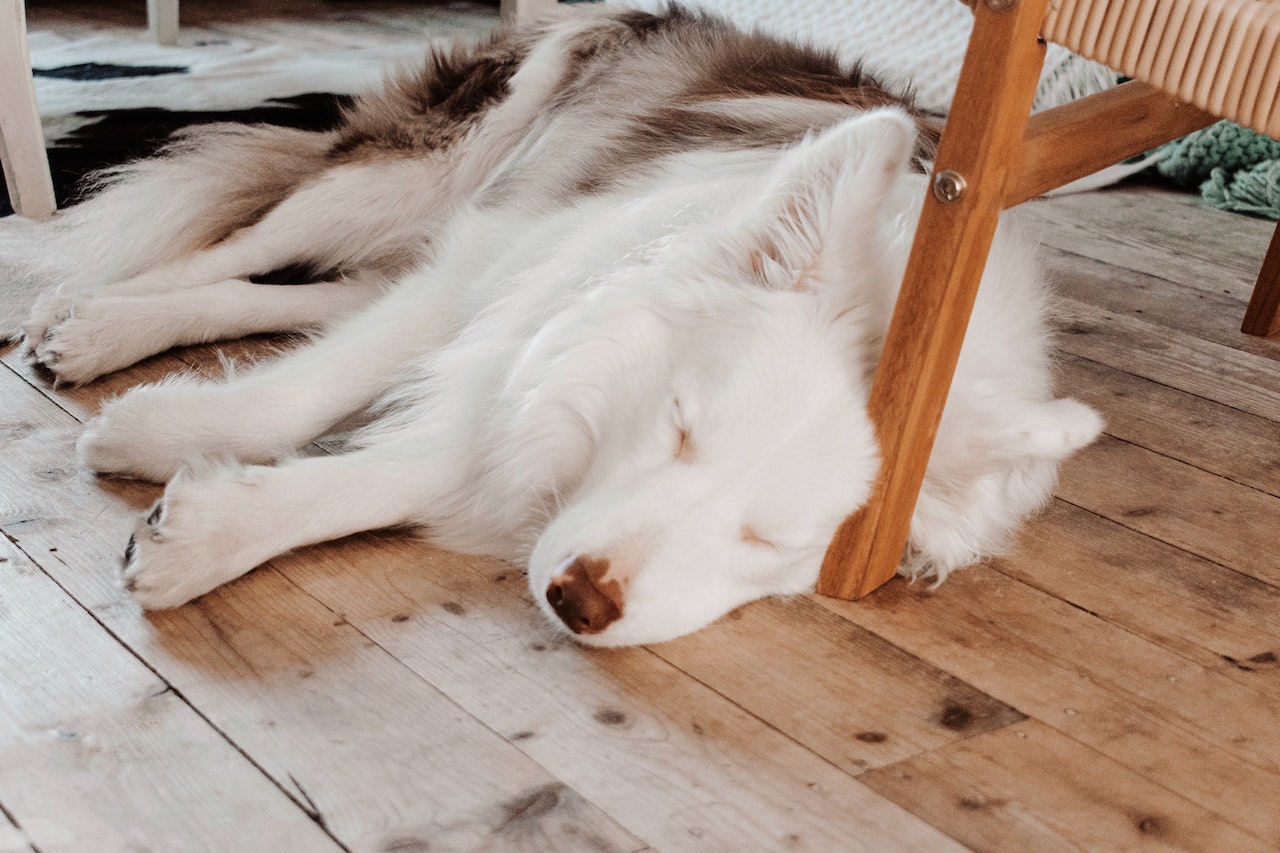 A large white dog sleeping on a wood floor