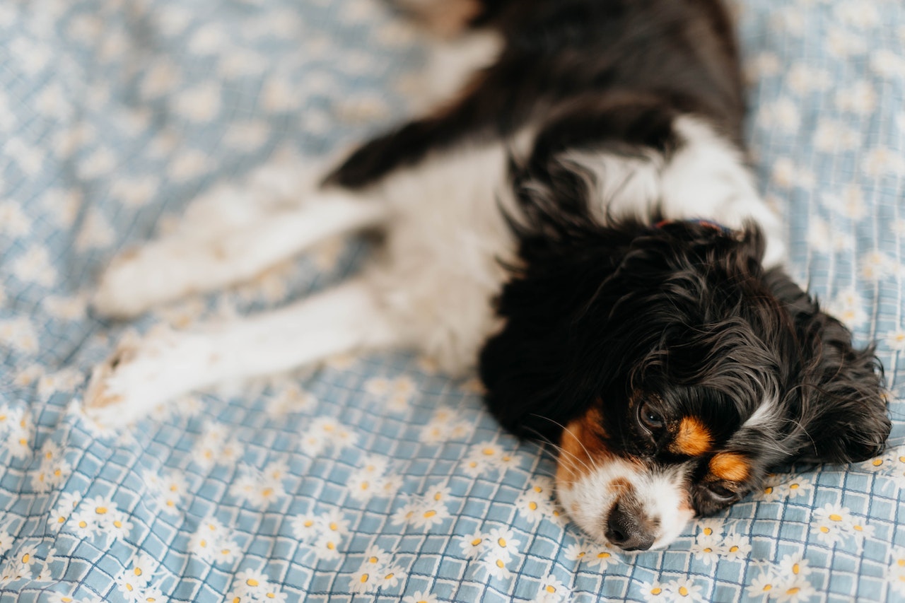 A Cavalier King Charles Spaniel With Arhtritis Lying Down