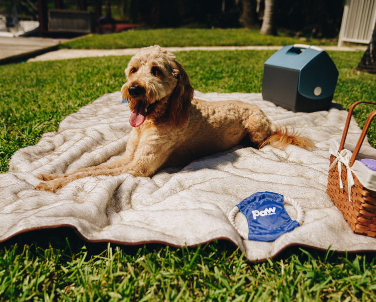 Dog having a picnic on short faux fur blanket