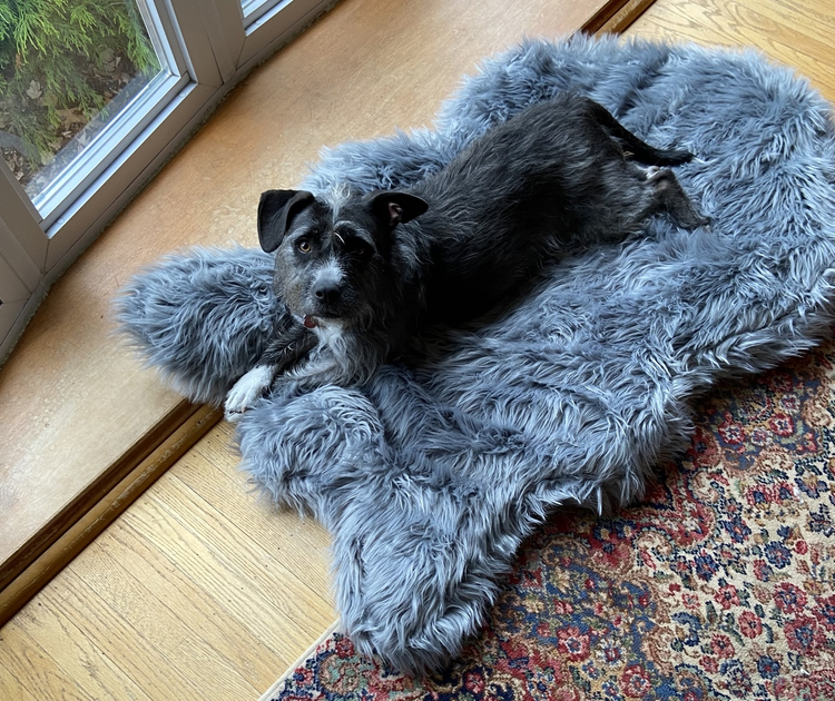 Paw.com x BarkBox PupRug® Faux Fur Orthopedic Dog Bed - Charcoal Grey