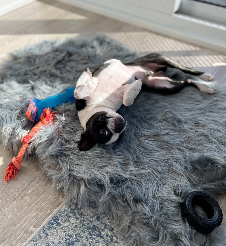 Paw.com x BarkBox PupRug® Faux Fur Orthopedic Dog Bed - Charcoal Grey