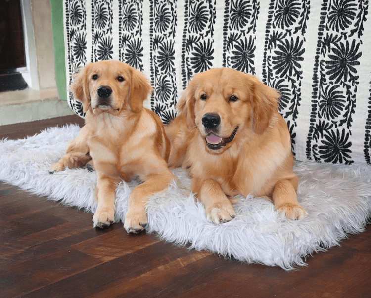 Golden Retrievers on Plush Grey Faux Fur Orthopedic Rug