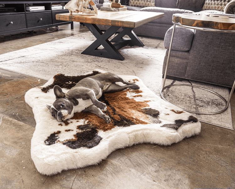 French Bulldog on Brown Faux Cowhide Bed