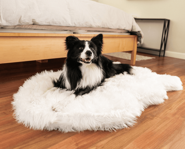 Border Collie Dog resting on polar white faux fur dog bed