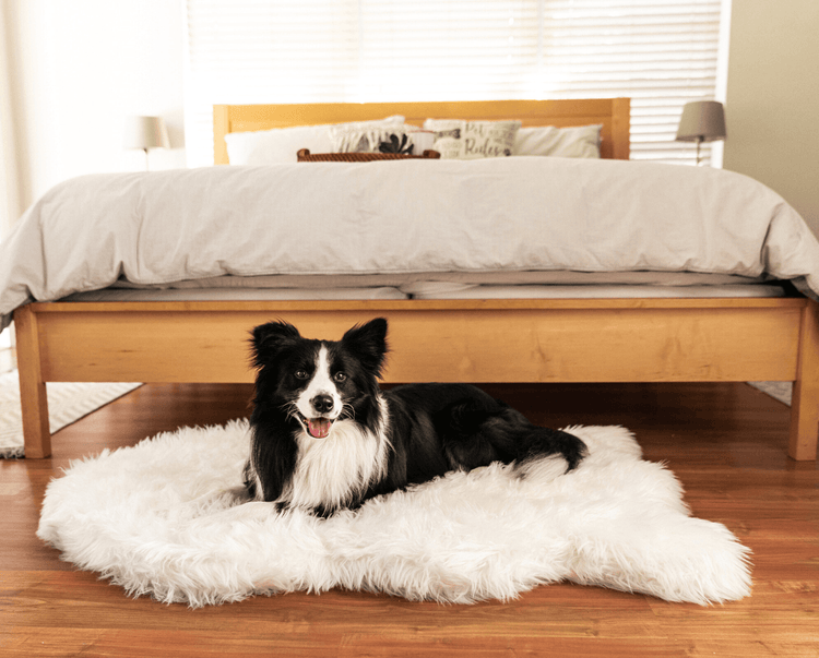 Border Collie dog resting on plush polar white faux fur memory foam dog bed