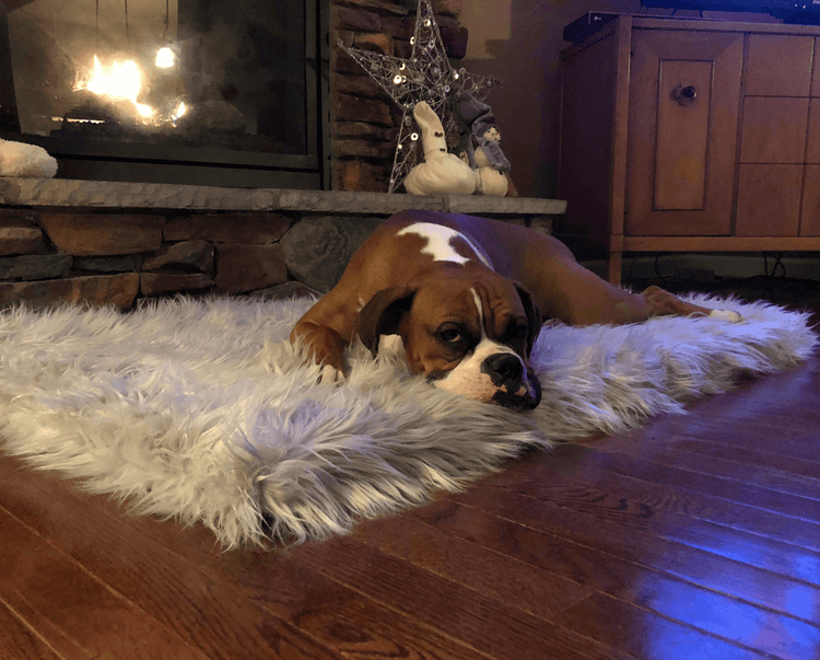 Boxer cozy on Grey Faux Fur Orthopedic Dog Bed Rug