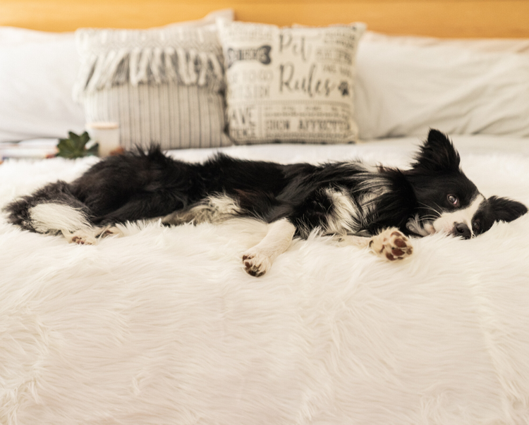 PupRug® Junior Memory Foam Bed + Matching Waterproof Blanket Bundle - Polar Bear Faux Hide