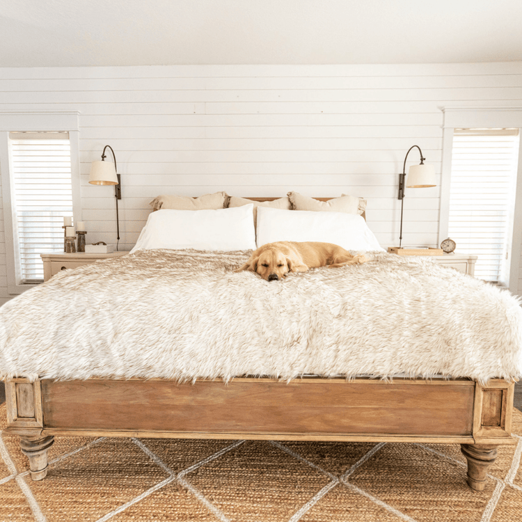 Labrador Retriever Dog resting on White Faux Fur Blanket