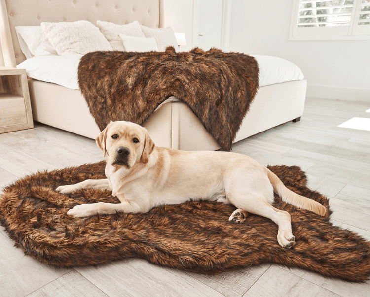 Labrador retriever dog resting on brown faux fur bed with matching brown faux fur blanket