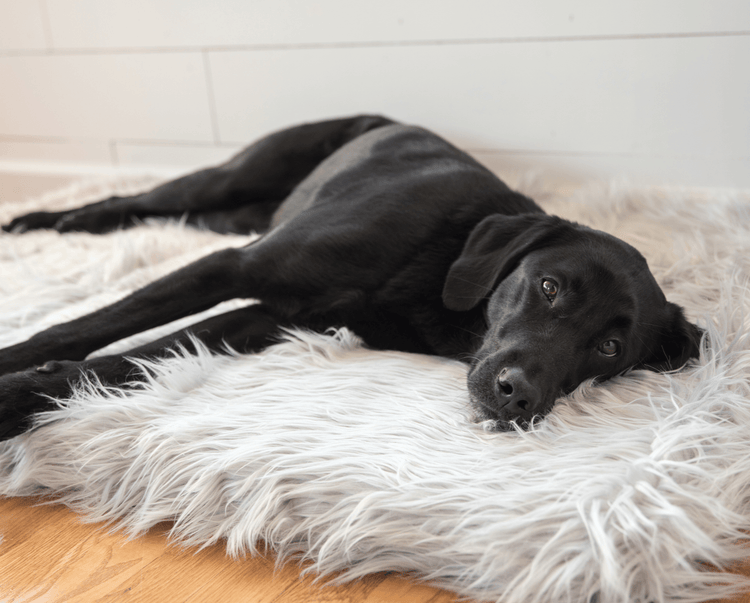 PupRug® Bundle - Orthopedic Bed Rectangle, Grey + Matching Waterproof Blanket - Giant