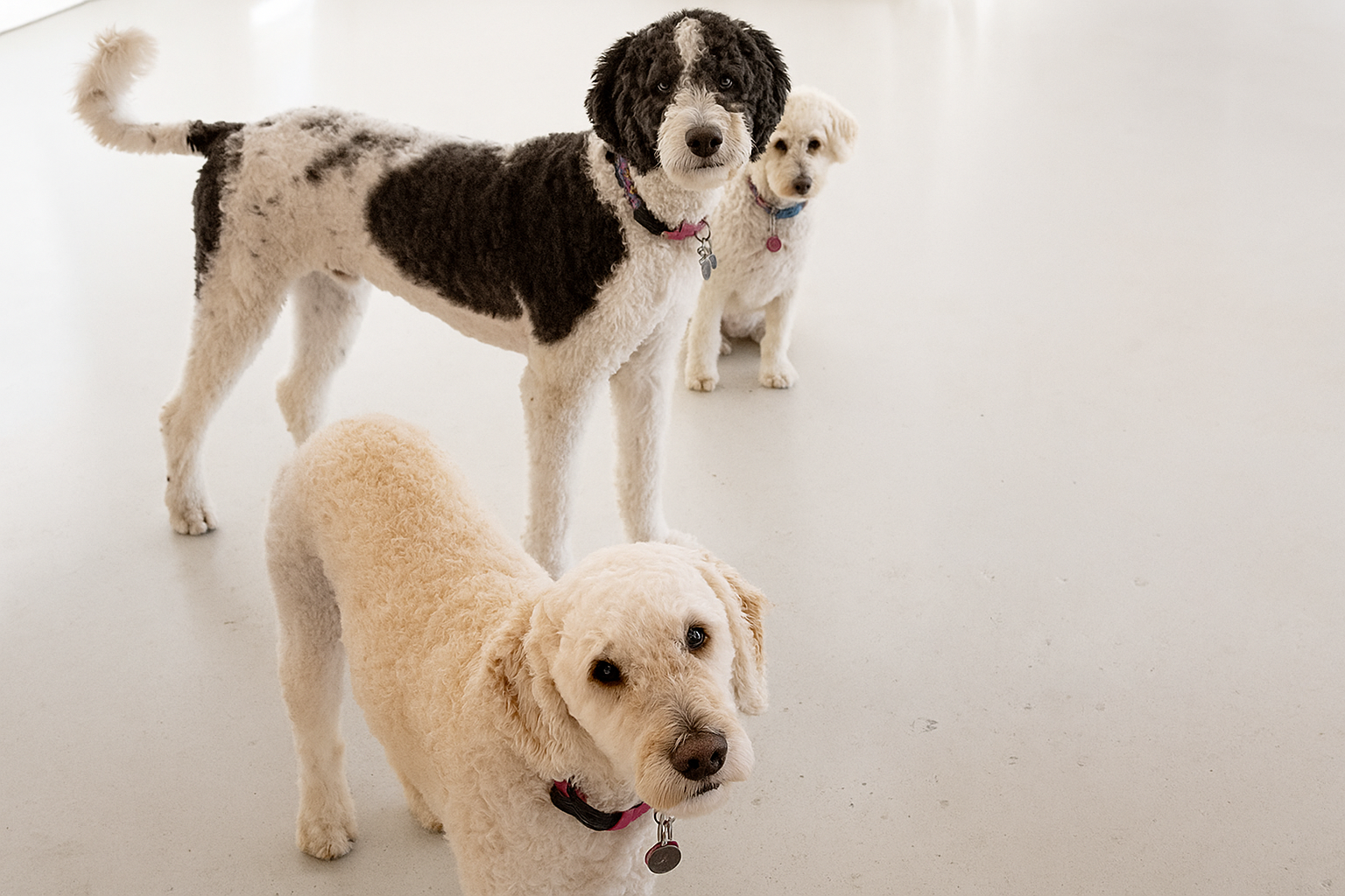 Summer Dog Safety: Why I'll Never Take Dog Safety Lightly Again