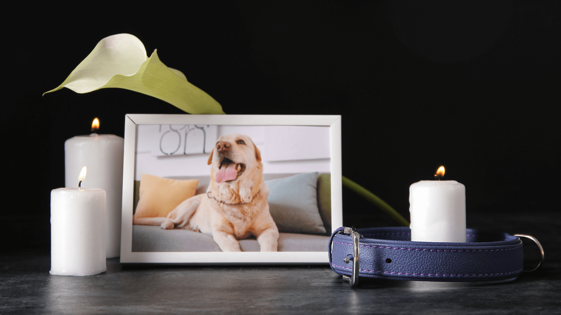 Helping Dogs & Cats Grieve at Home After a Fellow Pet Dies: A Plan for The Whole Family