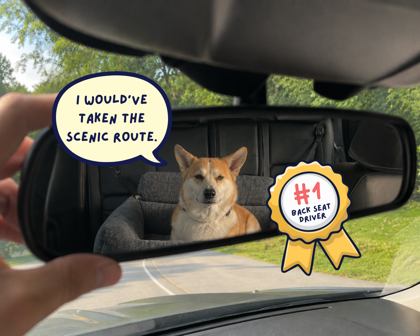 Road Trip With a Dog: Summer Pet Travel Guide & Tips