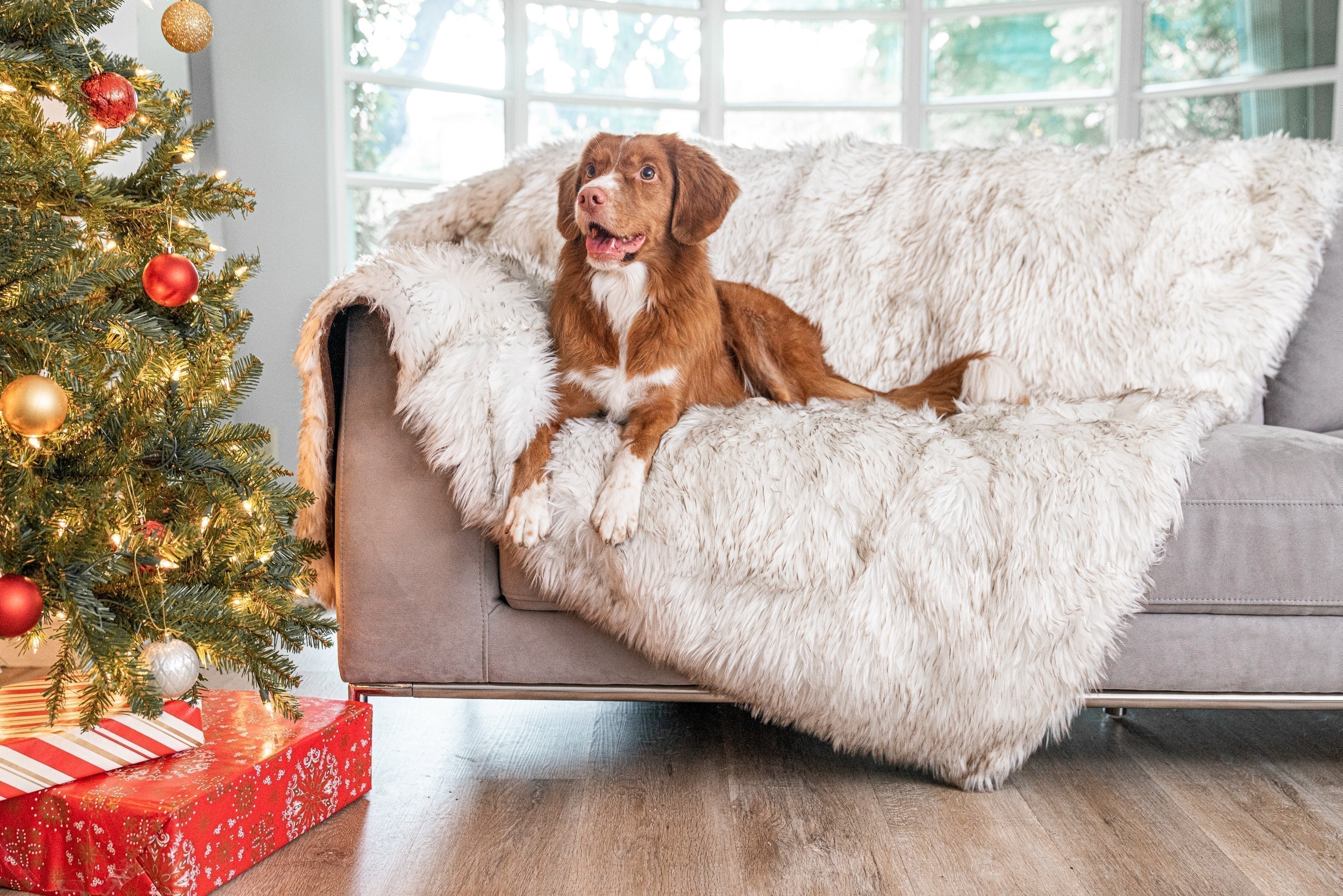 Paw.com Holiday Gift Guide: Shop by Quiz Result