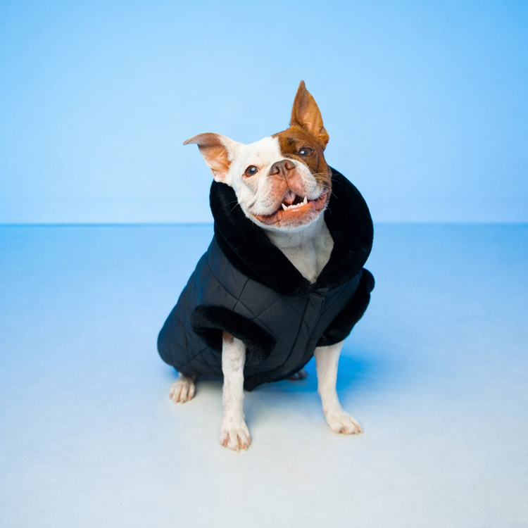 PolarPup™ Parka Dog Coat - Midnight Black