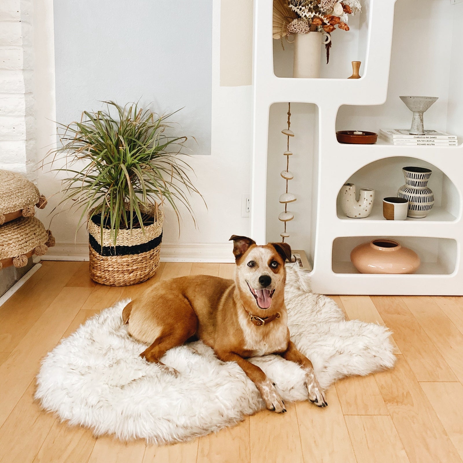 The Dog Bed That Looks Like a Rug - Curve White & Brown – Paw.com