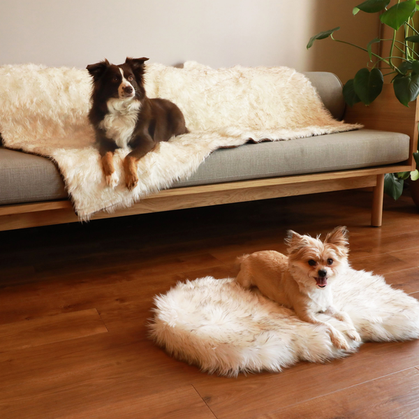 PupRug™ Bundle: Curve Runner Rug & Waterproof Dog Blanket, White – Paw.com