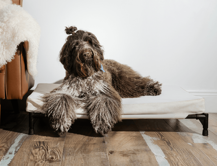 AirX Foam™ Outdoor Dog Bed - Waterproof & Cooling