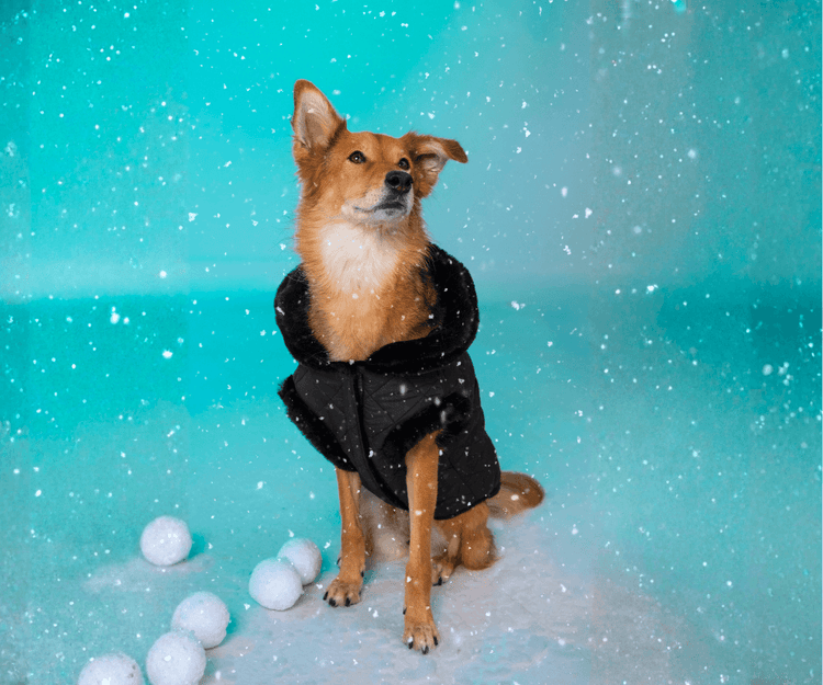 PolarPup™ Parka Dog Coat - Midnight Black