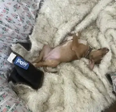 Customer photo — a dog with a Paw.com product