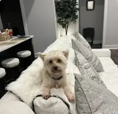 Customer photo — a dog with a Paw.com product