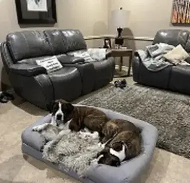Customer photo — a dog with a Paw.com product