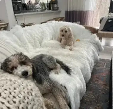 Customer photo — a dog with a Paw.com product