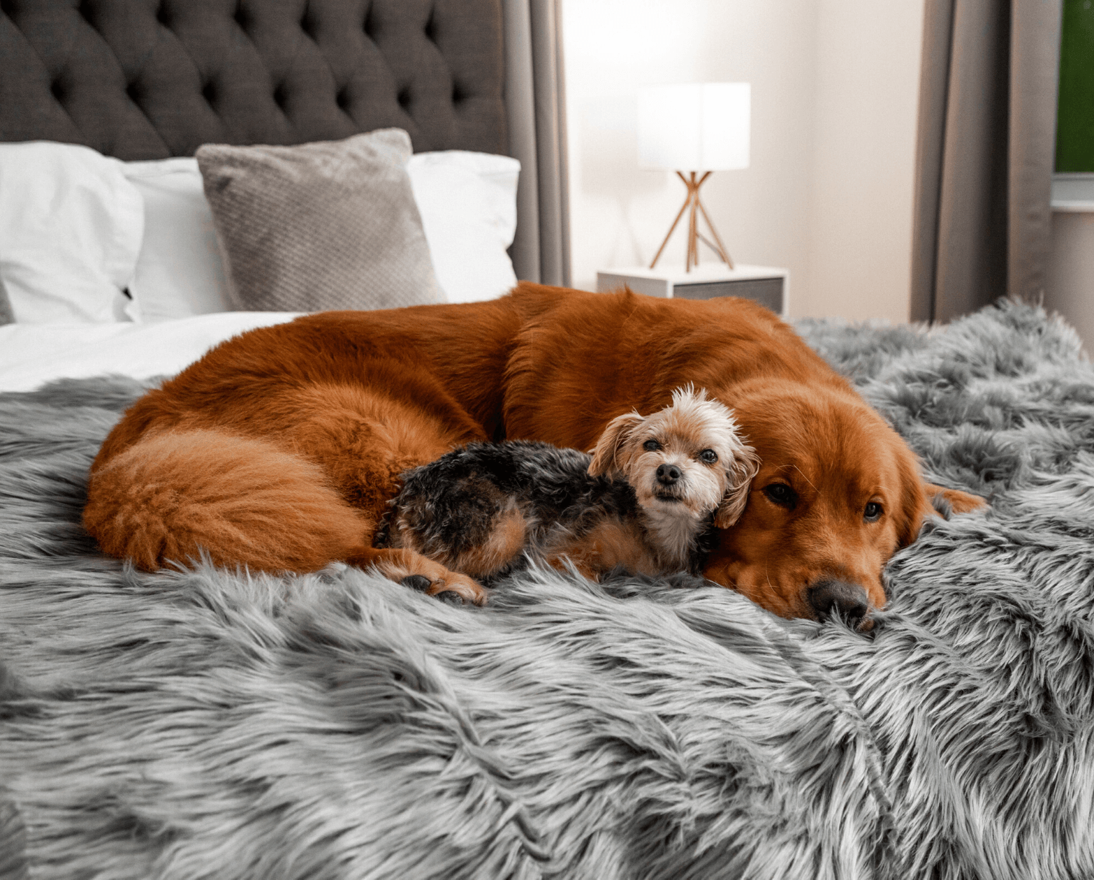 PupRug™ Bundle: Curve Runner Rug u0026 Waterproof Blanket, Grey – Paw.com
