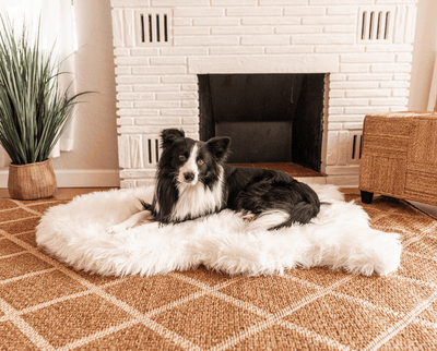 Border Collie Dog resting on polar white faux fur orthopedic dog bed in front of fireplace