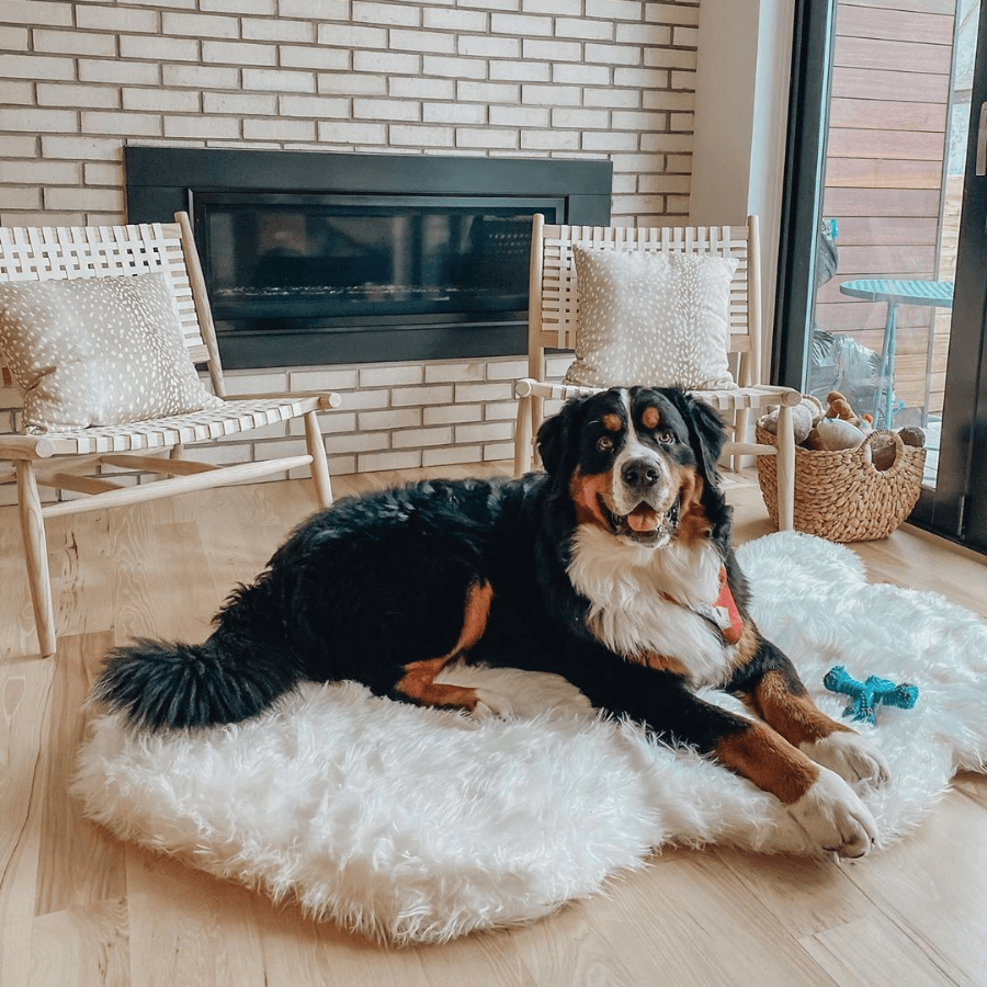 The Dog Bed That Looks Like a Luxurious Rug - Curve White – Paw.com