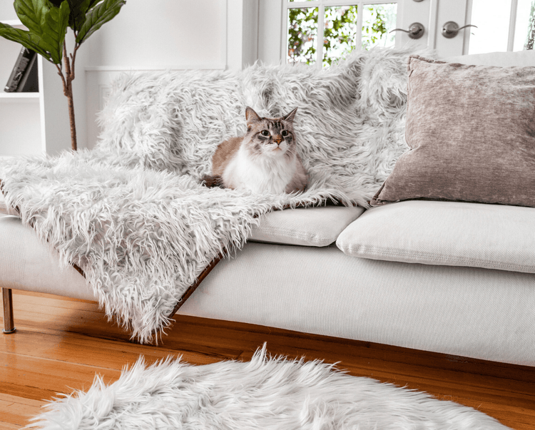Cat on Grey Blanket on Human Couch