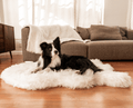 Border Collie on Faux Fur Polar White Dog Bed with Polar White Blanket in Background