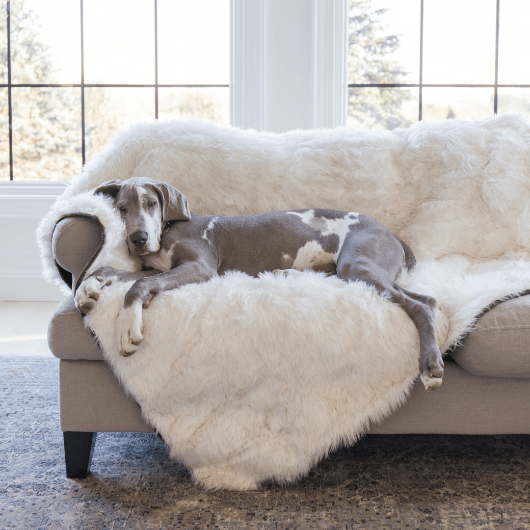 Large dog blanket clearance for sofa