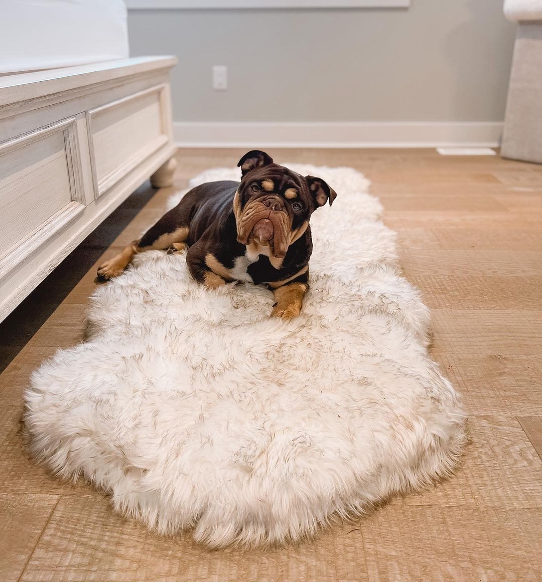 PupRug® Faux Fur Memory Foam Curved Dog Bed, White with Brown Accents ...