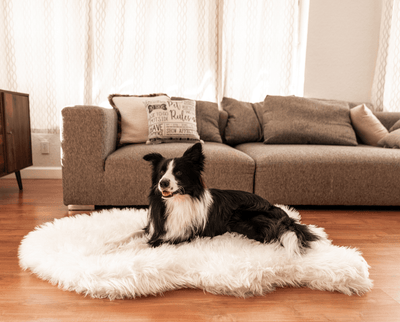 Border Collie Dog resting on plush faux fur memory foam dog bed on wood floor