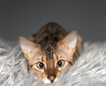 Cat peeking through Grey Blanket faux fur
