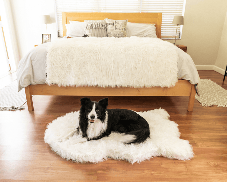 Border Collie on Faux Fur Polar White Dog Bed with Polar White Blanket in Background on Human Bed