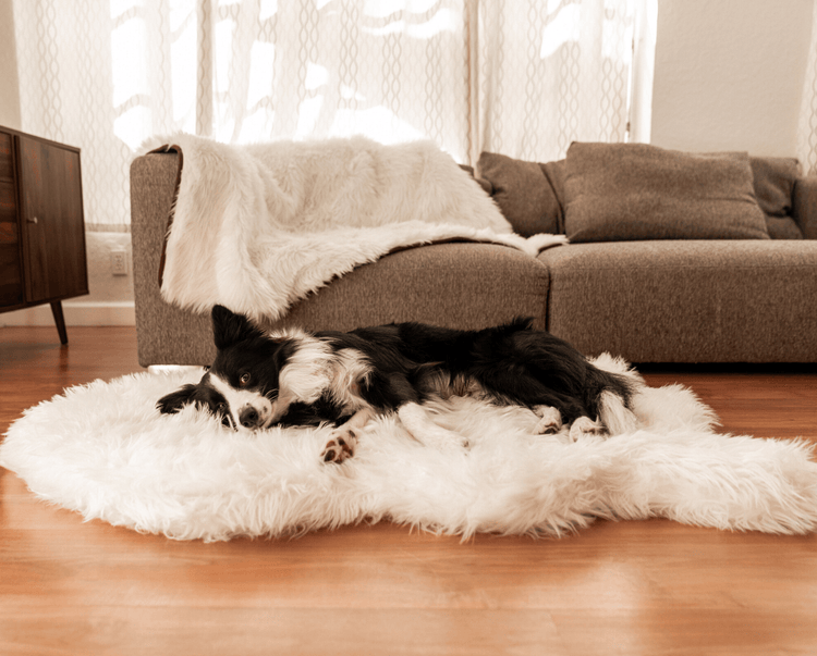 Border Collie on Faux Fur Polar White Dog Bed with Polar White Blanket in Background