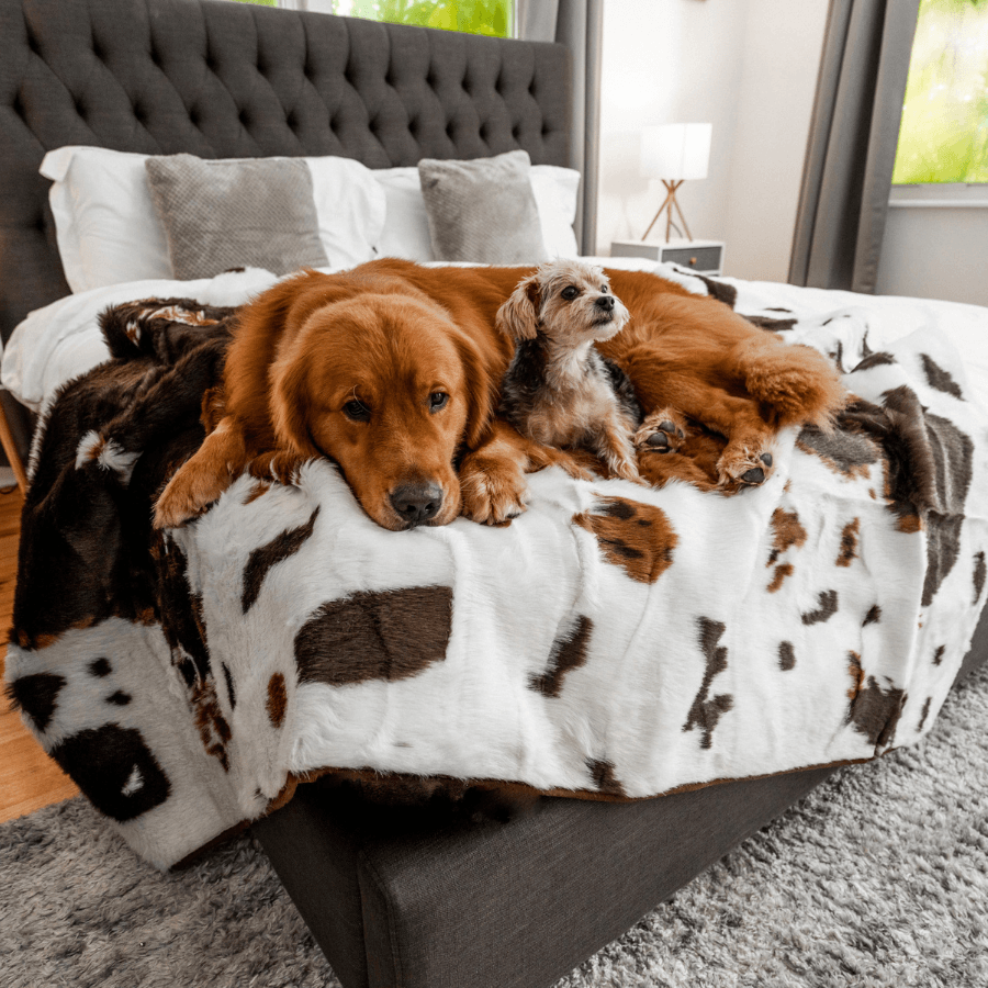 Dog print blankets on sale and throws