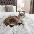 Cat on Grey Faux Fur Blanket in Bedroom
