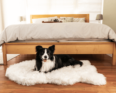Border Collie dog resting on plush polar white faux fur memory foam dog bed