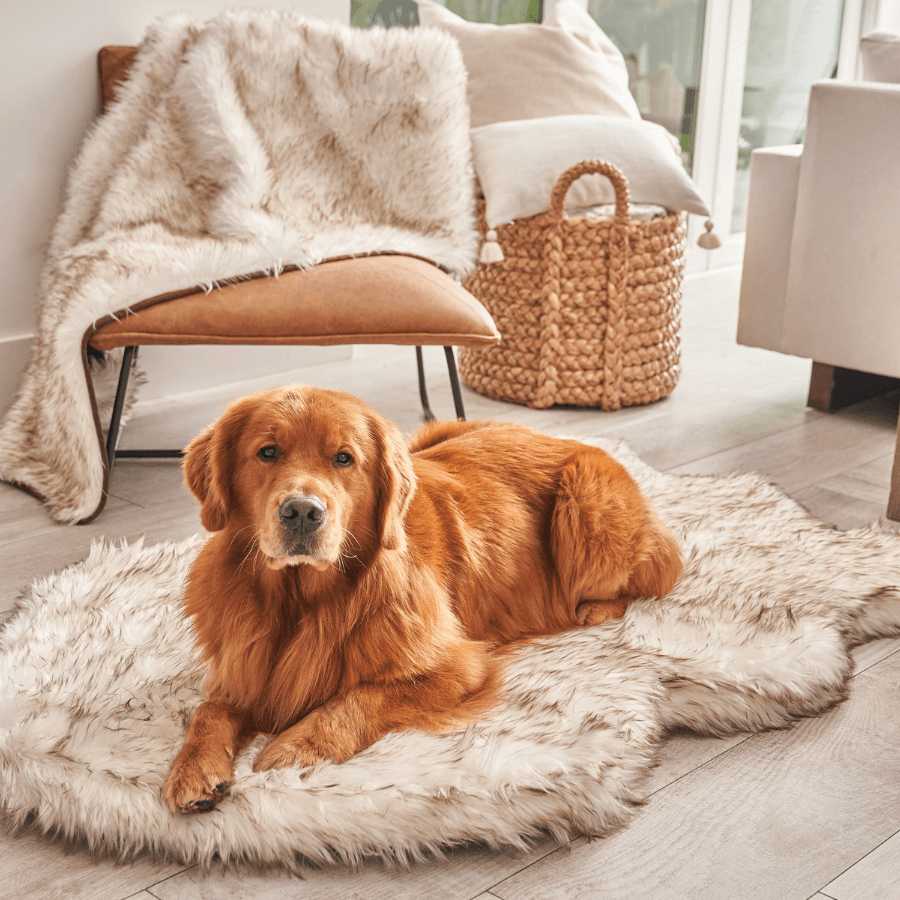 Dog sales rug bed