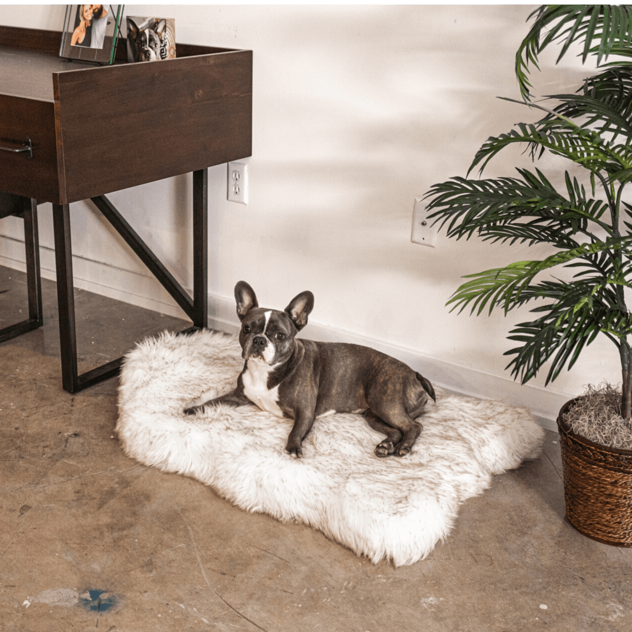 The Original PupRug® Memory Foam Dog Beds – Paw.com