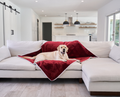 Labrador Retriever on Cozy Red Velvet Blanket