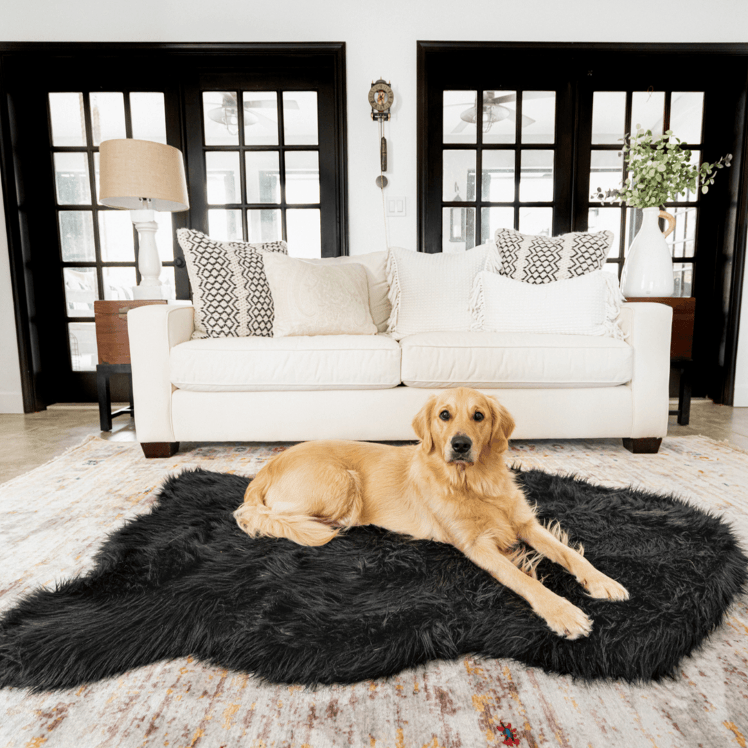 golden retriever on black faux fur bed in front of white couch and black french doors