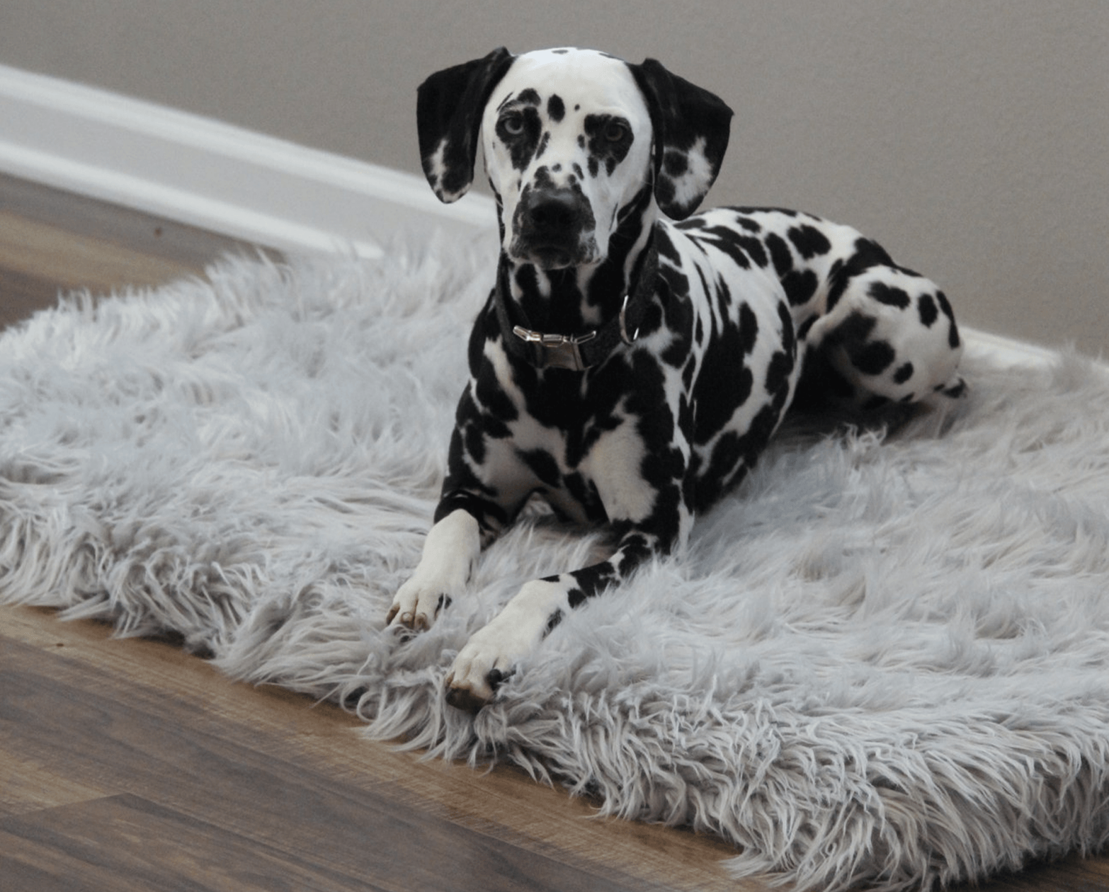 The Original PupRug® Memory Foam Dog Beds – Paw.com