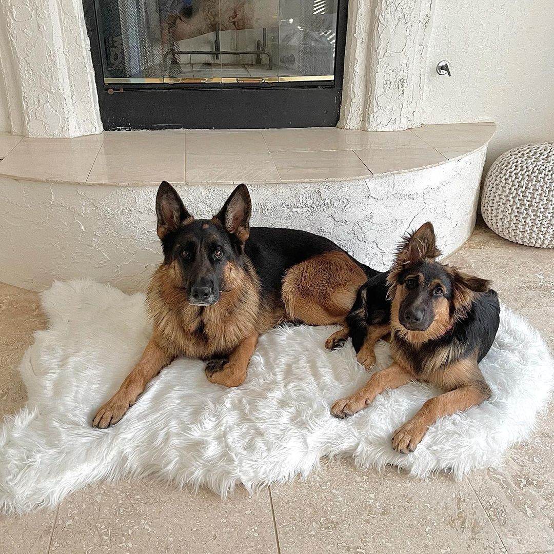 The Original PupRug® Memory Foam Dog Beds – Paw.com