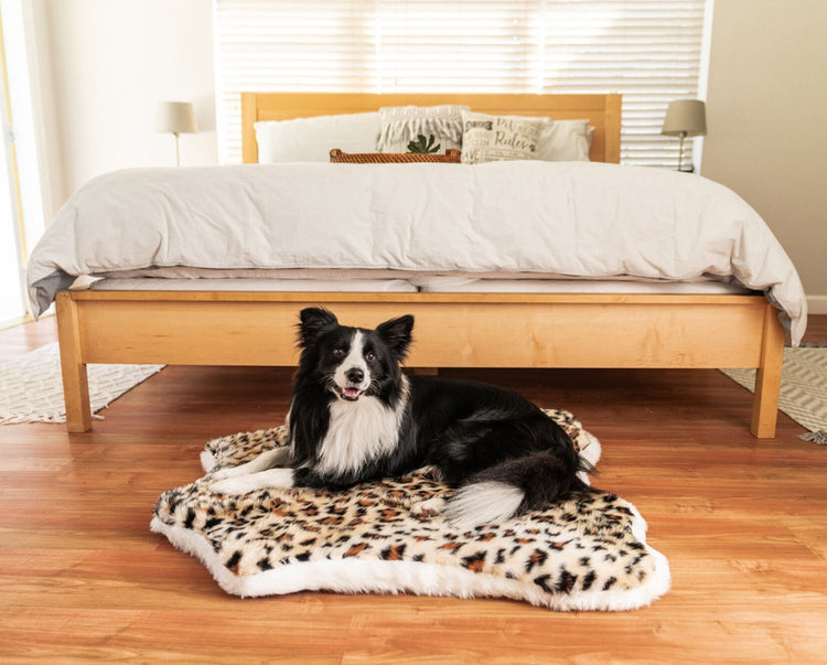 Border Collie on Cheetah Bed in Bedroom